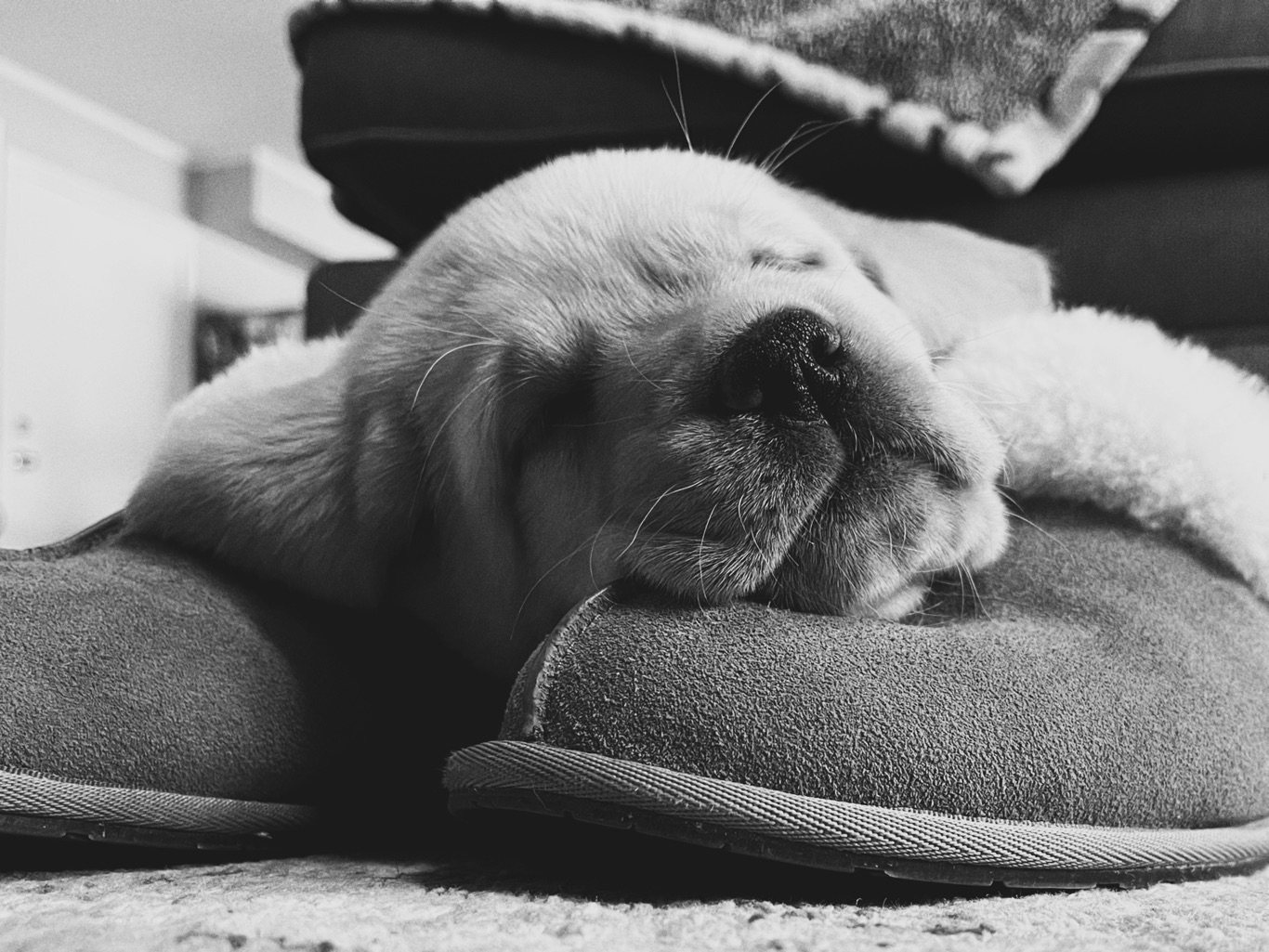 Black and white photo of a Labrador puppy named Sadie sleeping on a pair of slippers, capturing a rare moment of peace after a day of chaos and puppy energy.