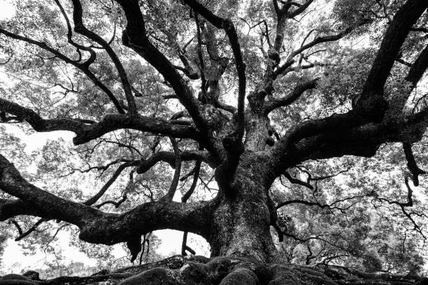 Ancient oak tree symbolizing a lasting legacy of faith