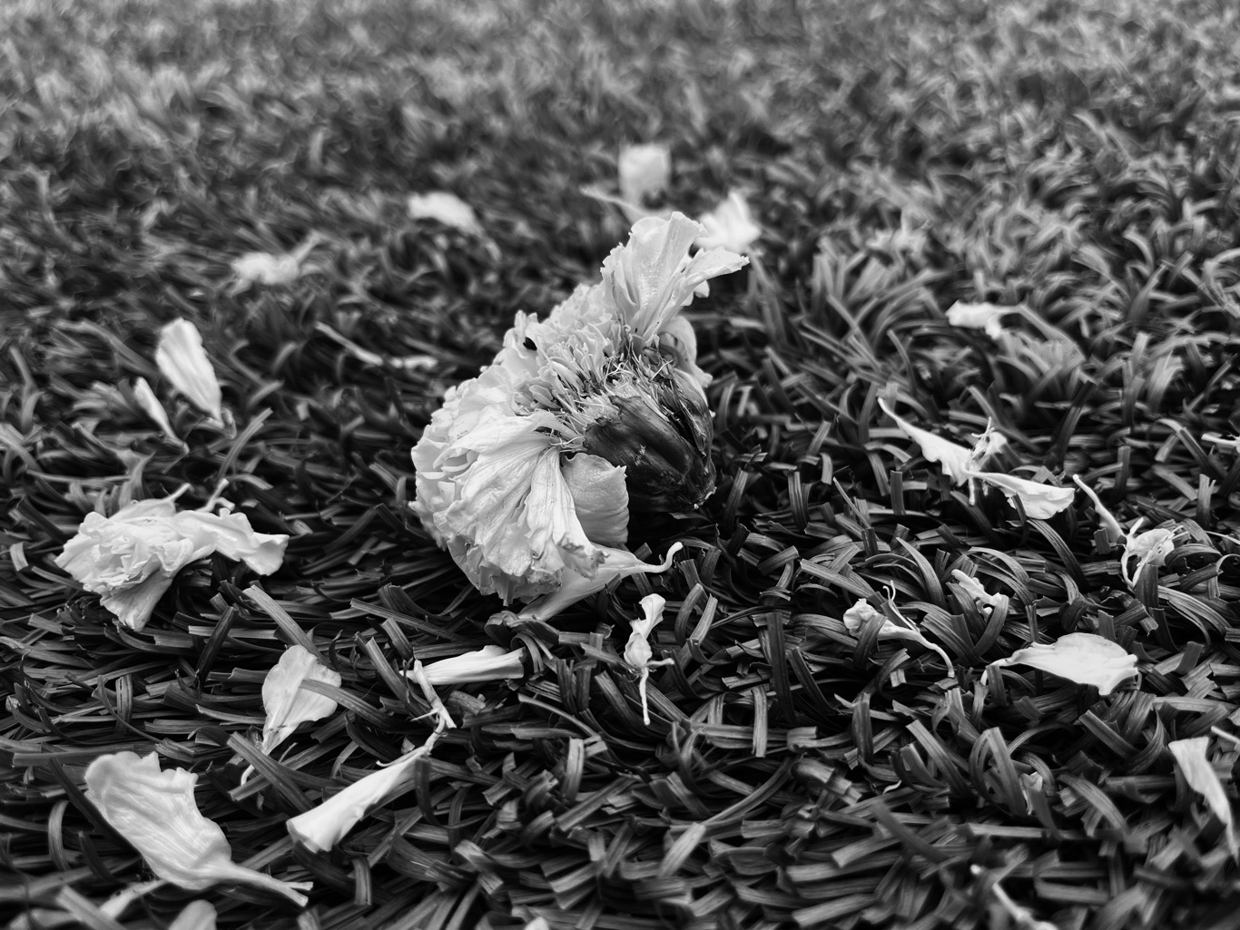 Of Marigolds and the Messiah