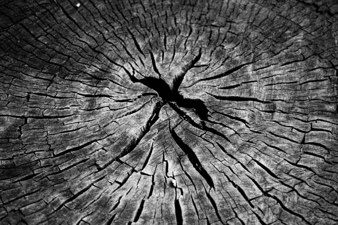 The Shoot from the Stump