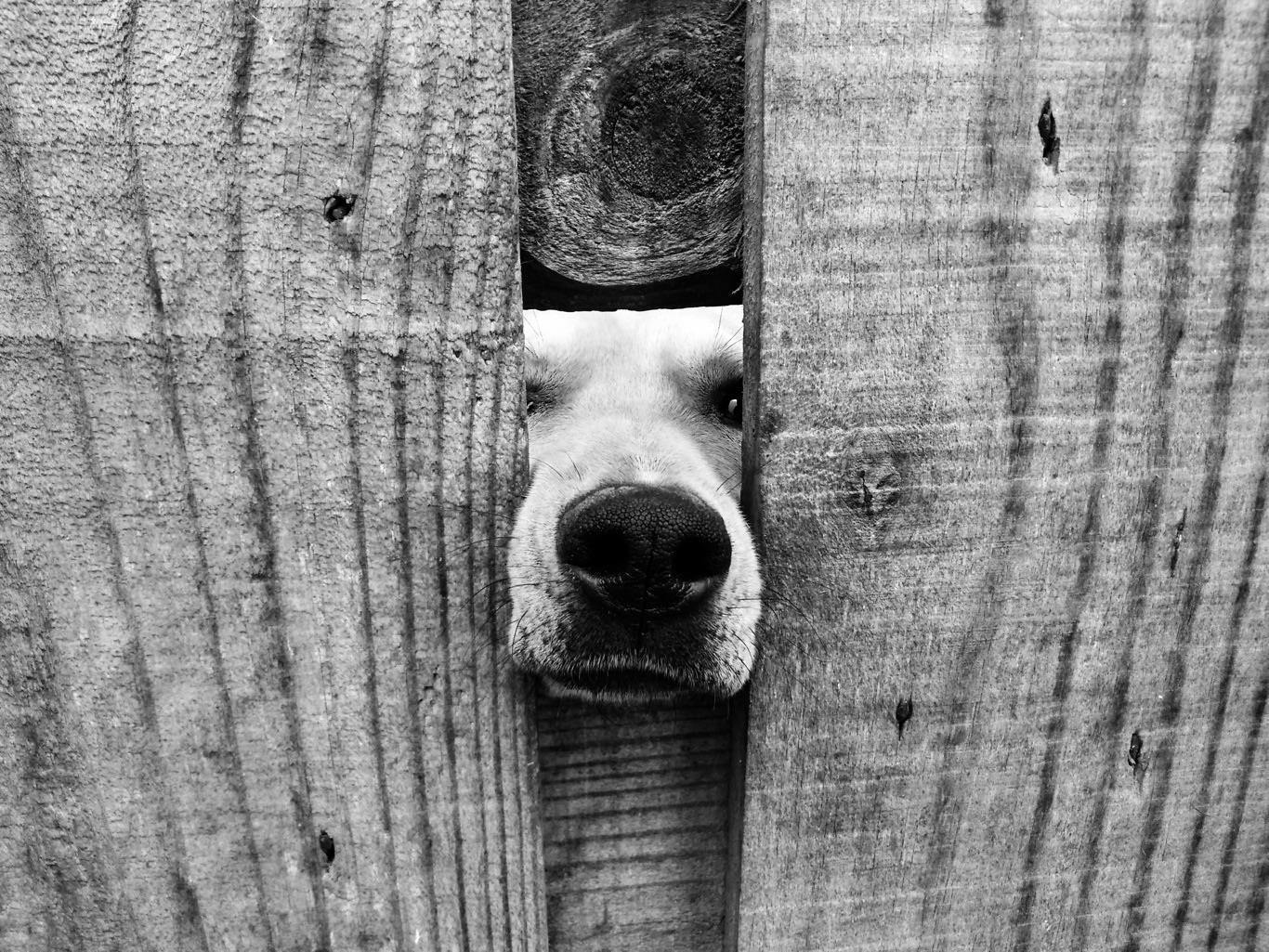 The Mayhem of a Breached Fence