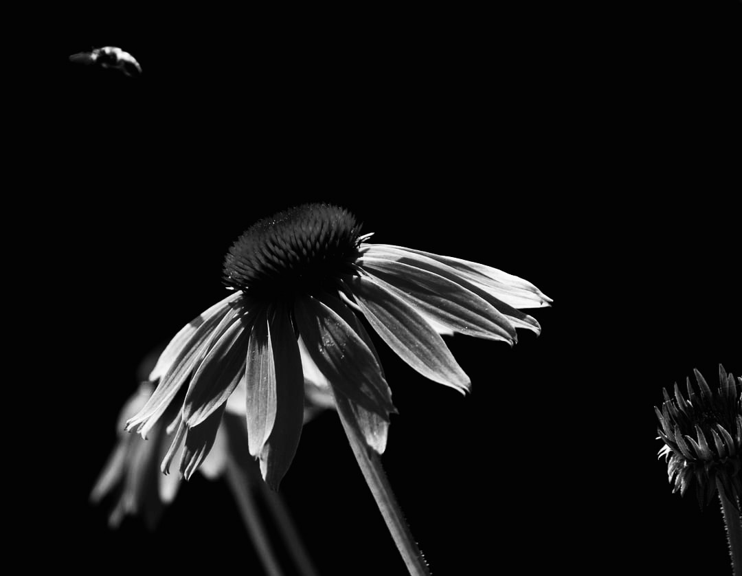 Blooming Where It Shouldn’t